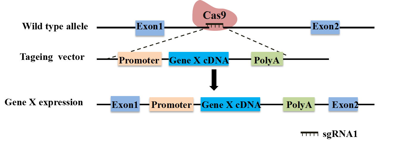 圖片關(guān)鍵詞 圖片關(guān)鍵詞