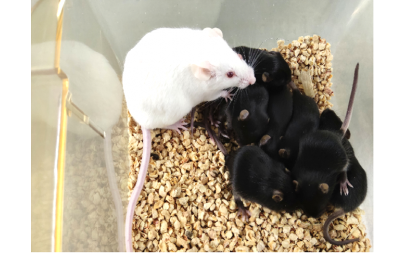 基因工程鼠生物凈化技術服務